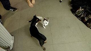 Resumen: Cantando, el pescadero y squirts